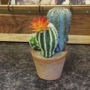 Cactus art decor staging Airbnb cabin beach desert Arizona vacay cowgirl